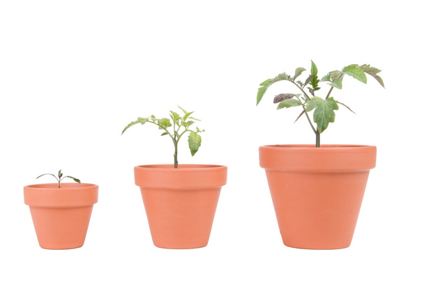 Terrakottapflanzen mit Tomatenpflanzen - Foto, Bild
