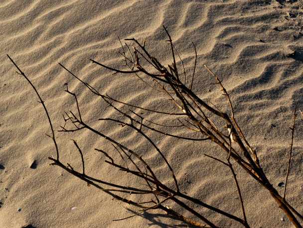 текстури на піску з формами і гілкою дерева
 - Фото, зображення