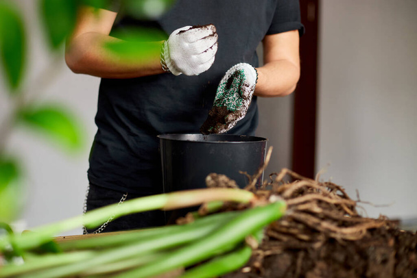 Человек кладет почву в черный горшок на деревянный стол, пересаживает комнатные растения, увлечения и досуг, домашнее садоводство. Пересаживая растение в кастрюлю, Пота транспонирует - Фото, изображение