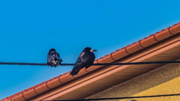 Pták Corvus frugilegus sedí na napájecím kabelu - Fotografie, Obrázek