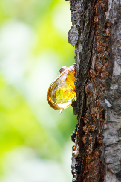 Borostyán sárga gyanta csepp queen almafa (Cydonia) - Fotó, kép