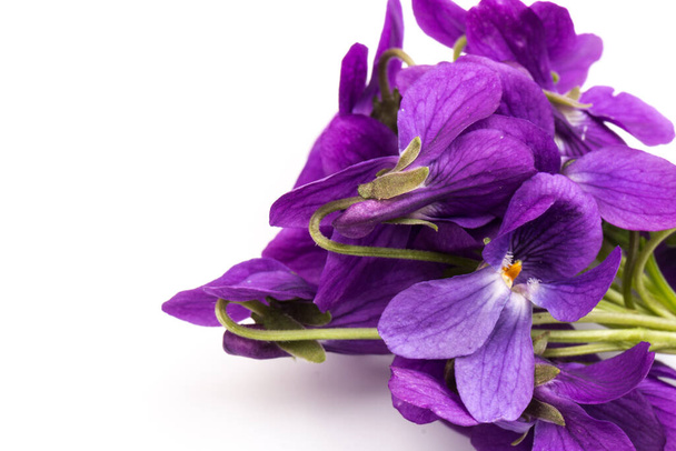 Krautige Staude - Viola odorata (Waldviolett, Süßviolett, Englisches Veilchen, Gartenviolette). Frühling violette Blüten von Veilchen aus nächster Nähe - Foto, Bild