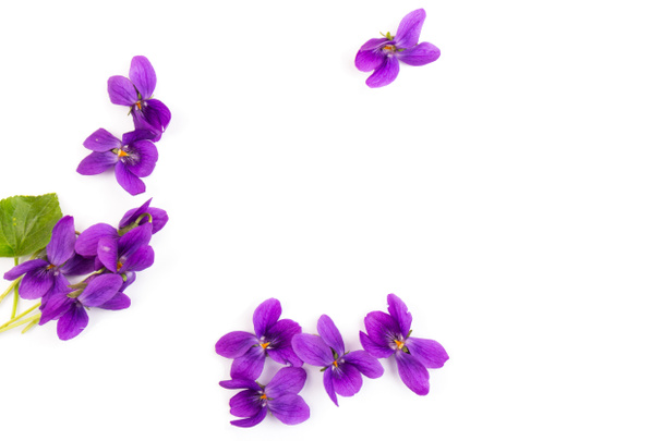 Herbaceous perennial plant - Viola odorata (wood violet, sweet violet, english violet, garden viole). Spring  purple flowers of violets close up - Photo, Image