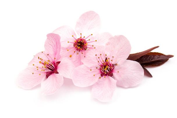 Όμορφη ροζ κεράσι ή κεράσι Blossom απομονώνονται σε λευκό φόντο - Φωτογραφία, εικόνα