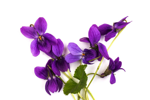 Ruohomaiset monivuotinen kasvi - Viola odorata (puu violetti, makea violetti, englanti violetti, puutarha violetti). Kevät violetti kukat orvokit lähikuva - Valokuva, kuva