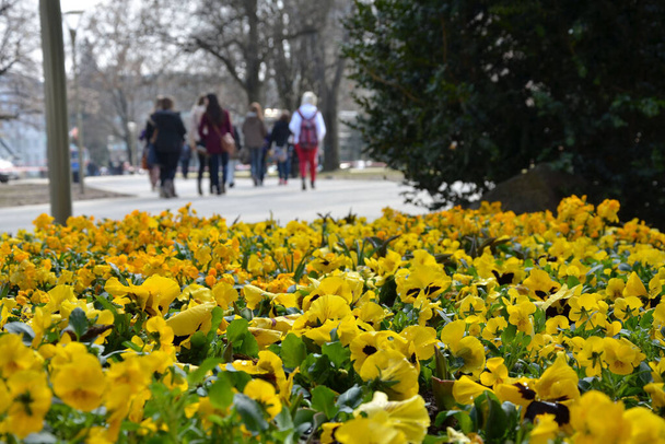 Весна в городе (Верхняя Австрия, Австрия, Австрия) - Фото, изображение