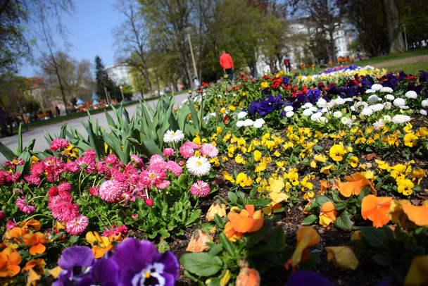 Весна в місті (Верхня Австрія, Австрія, Австрія)) - Фото, зображення