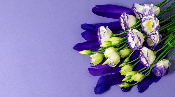 Lisianthus flores buquê nas penas violetas e no fundo azul horizontalmente, vista superior, banner. Cartão agradável para cumprimentar com o dia da mãe, dia das mulheres ou dia dos namorados. - Foto, Imagem
