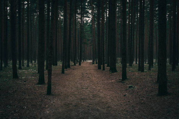 Naaldbos, een landweg door het donkere bos, vintage en filmische uitstraling - Foto, afbeelding