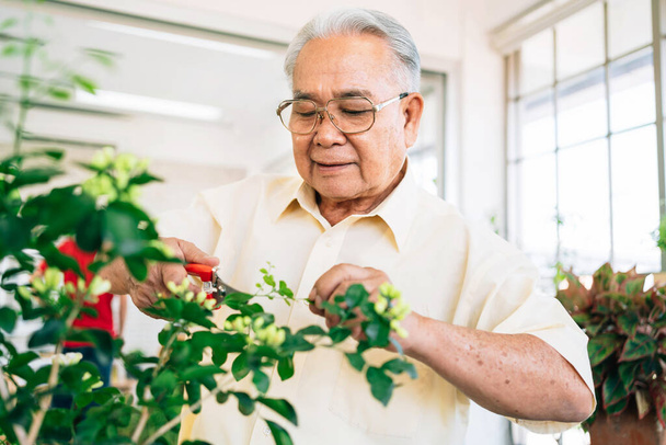 Lähikuva aasialainen eläkkeellä oleva isoisä rakastaa huolehtia kasveista talon sisäpuutarhassa hymyillen ja onnellisesti. Eläkkeelle siirtyminen. - Valokuva, kuva