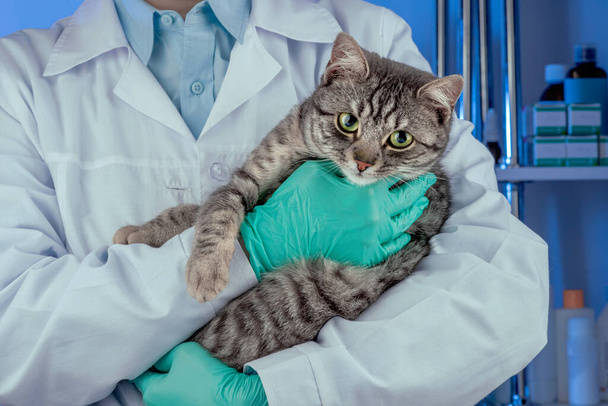 Oříznout pohled pečujícího veterinárního lékaře v bílém oblečení a modrých ochranných rukavicích držících koťátko. Veterinární služba na klinice. Lékařské vyšetření kočky - Fotografie, Obrázek