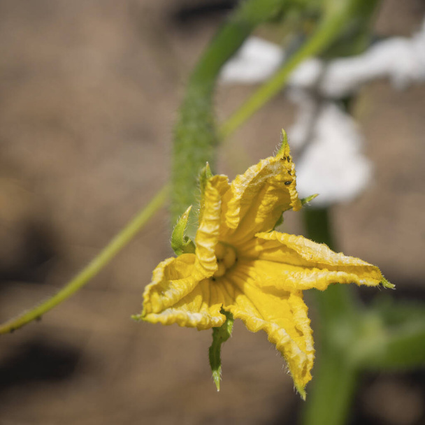 Siyah yaprak bitlerinden etkilenen bir salatalık çiçeğinin yakın çekimi. - Fotoğraf, Görsel