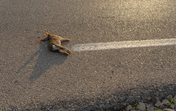 Gros plan d'un lapin méconnaissable écrasé sur une route - Photo, image