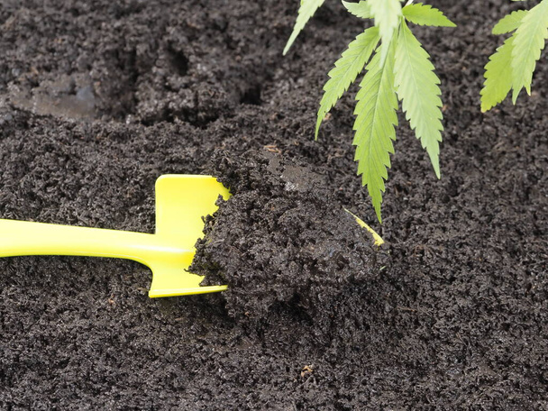 βερμικόμποστ επεξεργασμένο από σκώληκες για φύτευση φυτών φυτών ιατρική μαριχουάνα - Φωτογραφία, εικόνα