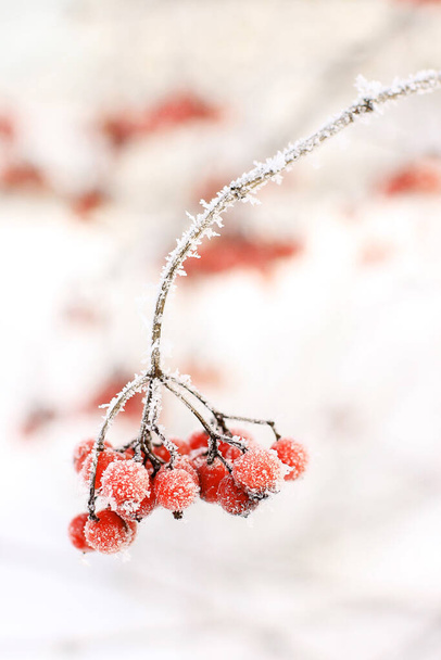 Winter frozen viburnum under the snow. Viburnum in the snow. Red berries. Wonderful winter. Hoarfrost - Foto, imagen