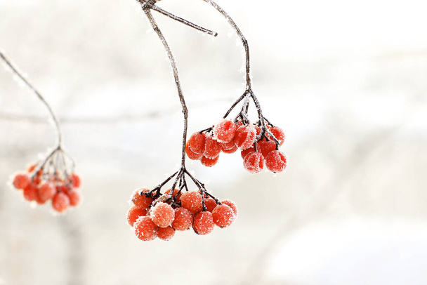Winter frozen viburnum under the snow. Viburnum in the snow. Red berries. Wonderful winter. Hoarfrost - Foto, imagen