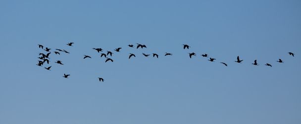 Zwarte ibis - Foto, afbeelding