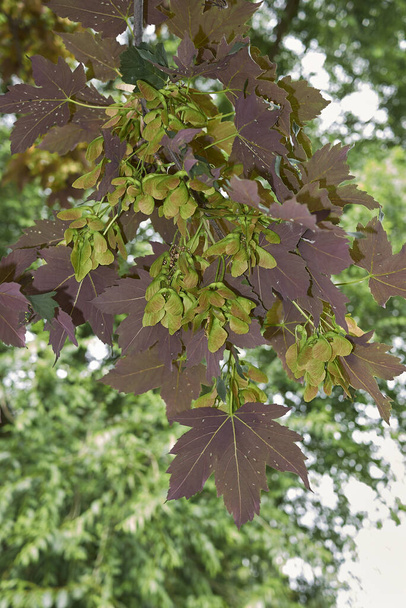 červené listí a ovoce zblízka Acer pseudoplatanus atropurpureum strom - Fotografie, Obrázek