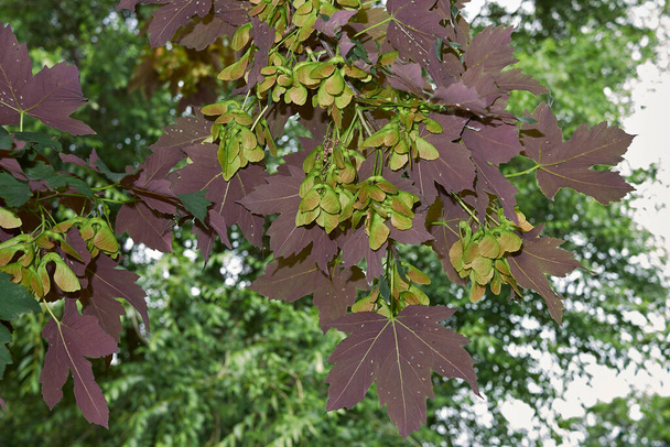 kırmızı yapraklar ve meyveler Acer psödoplatanus atropurpureum ağacına yakın. - Fotoğraf, Görsel