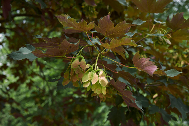 red foliage and fruit close up of of Acer pseudoplatanus atropurpureum tree - Photo, Image