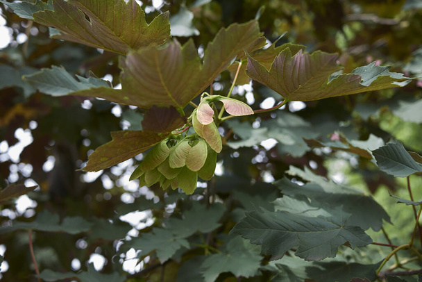 fogliame rosso e frutta da vicino di Acer pseudoplatanus atropurpureum albero - Foto, immagini