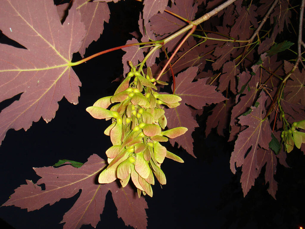 κόκκινο φύλλωμα και κοντά φρούτα του δέντρου Acer pseudoplatanus atropurpureum - Φωτογραφία, εικόνα
