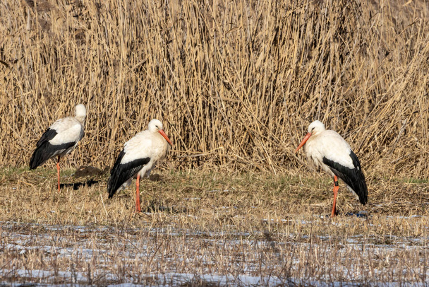 A couple of storks on a meadow at a cold day in winter next to Bttelborn in Hesse, Germany. - Photo, Image