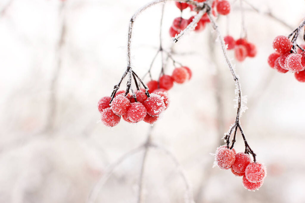 Winter frozen viburnum under the snow. Viburnum in the snow. Red berries. Wonderful winter. Hoarfrost - Fotoğraf, Görsel