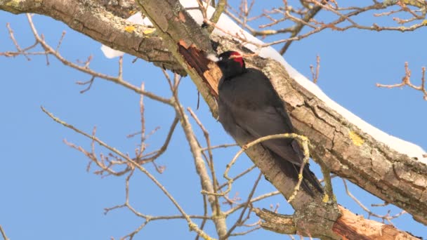 Schwarzspecht-Weibchen ernähren sich von Insekten auf einem Baum. (Dryocopus martius) - Filmmaterial, Video