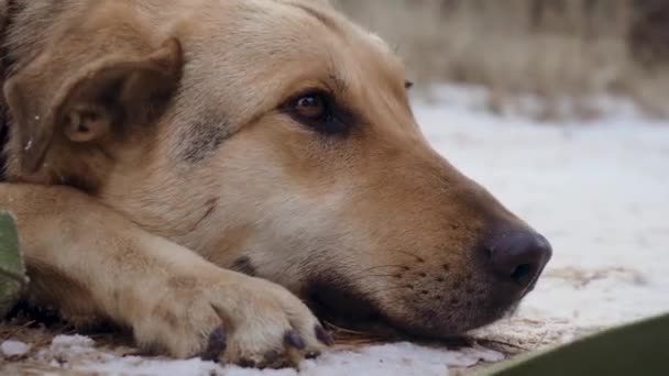 Κοντινό πλάνο πορτρέτο του χαριτωμένα εγχώρια σκυλί εκπνέοντας ατμό σε κρύο χειμώνα σε χιονισμένο δάσος - Πλάνα, βίντεο