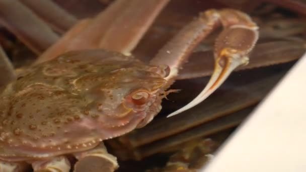 Crab Κορέα Seafood Tank Giant. - Πλάνα, βίντεο