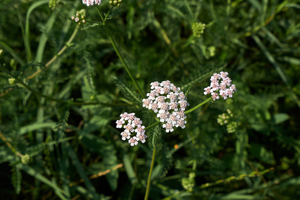 fiore primo piano della pianta di Achillea millefolium - Foto, immagini