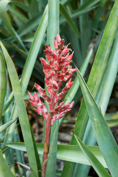 red inflorescence of Aechmea plant  - Photo, Image