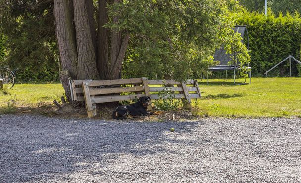 Vue sur chien Rottweiler couché sous un arbre sur la pelouse. Suède. - Photo, image