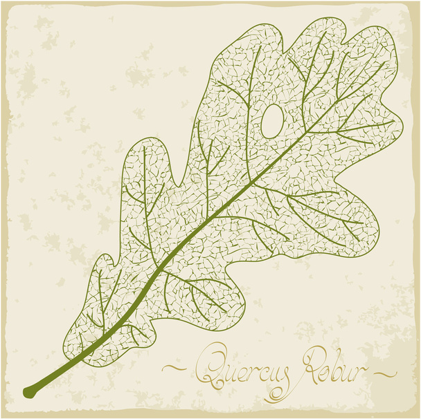 Oak leaf skeleton. - Vector, Image