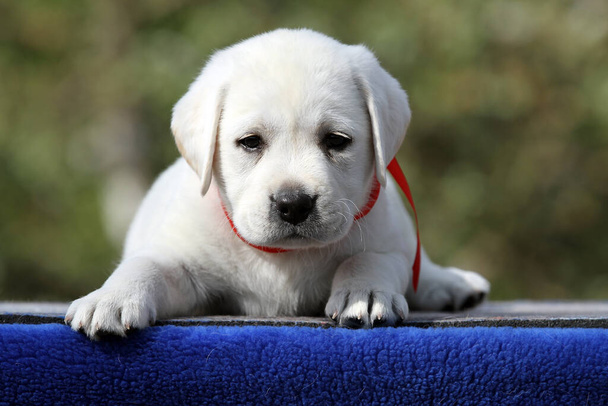 lovely sweet nice yellow labrador puppy on the blue background - Photo, Image