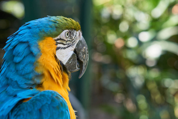 Blue and yellow macaw on green leaves background - Photo, Image