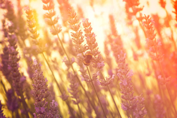 Kukka lämmin äänisen taustan auringonpurkauksia ja valovuodot. Bumble mehiläinen kukkiva laventeli kenttä, kesä kevät kasvitieteellinen suunnittelu. Romanttinen naisellinen tyyli. Retro elokuva valokuvaus tunnelma. - Valokuva, kuva