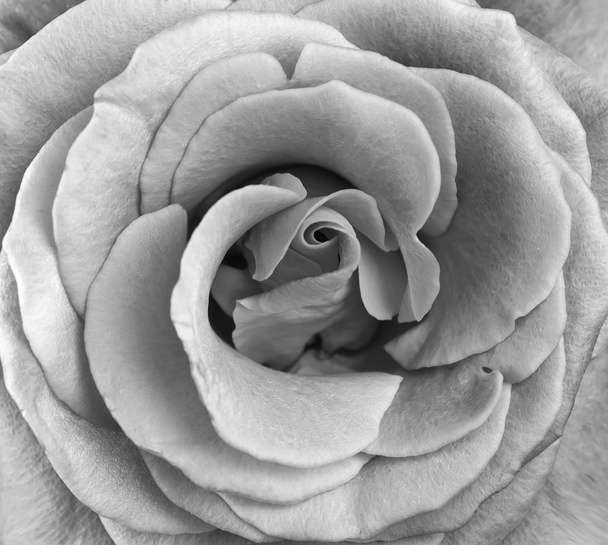 Flower a close up. Black and White - Photo, image