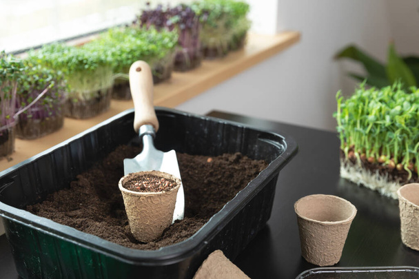 At home gardening concept ashowel seeds in soil on a table with different microgreens. Hobbies at home. - Photo, Image