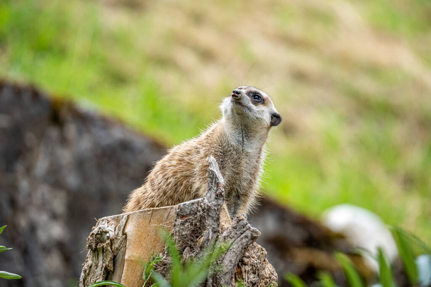 meerkat cuidando de predadores em um toco de árvore em um zoológico, alemanha - Foto, Imagem