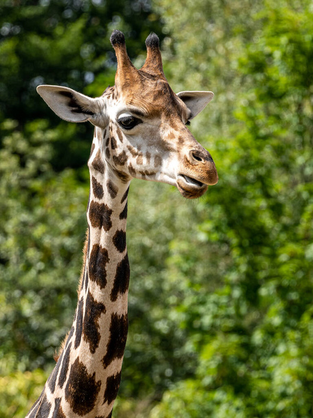 beautiful headshot of a giraffe in front of a green background, germany - Photo, Image