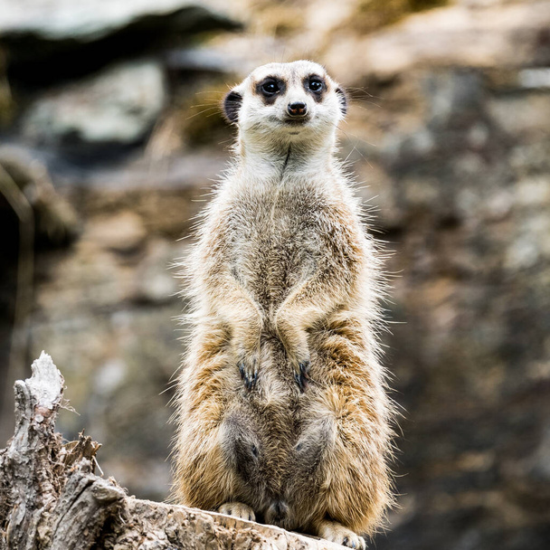 meerkat guardare fuori per i predatori su un tronco d'albero in uno zoo, Germania - Foto, immagini