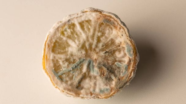 beschimmelde citroen, half citroen met schimmel op witte achtergrond - Foto, afbeelding