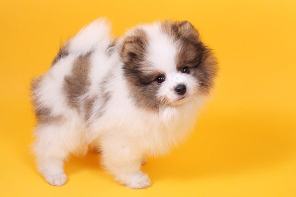 Spitz puppy - Fotó, kép