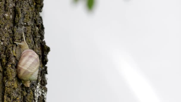 Szőlőcsiga mászik egy fakéregen. Közelről.. - Felvétel, videó