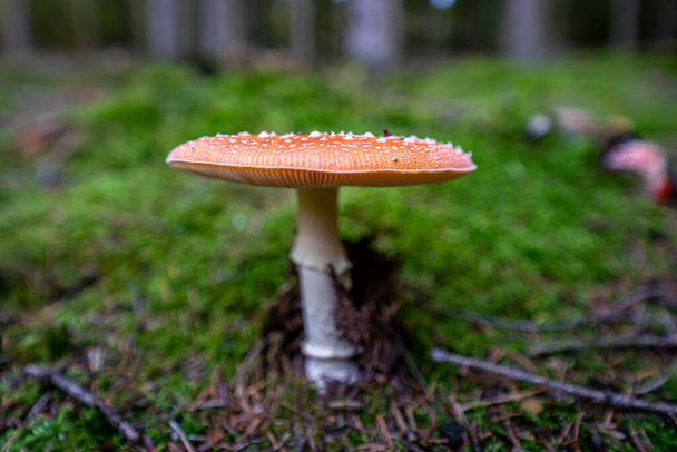 отруйний жаб "ячий гриб аманіта мускарія восени, зародок. - Фото, зображення