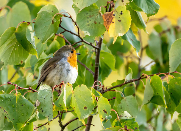 primer plano de un pájaro petirrojo descansando sobre un árbol y cantando durante el otoño, Alemania - Foto, Imagen