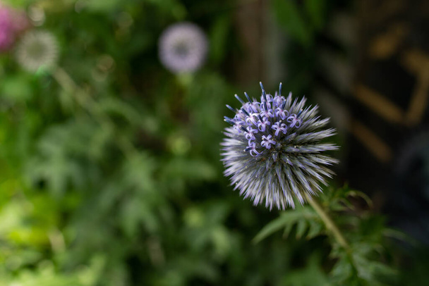 Chardon globe fleuri, fleur bleu vif, gros plan - Photo, image