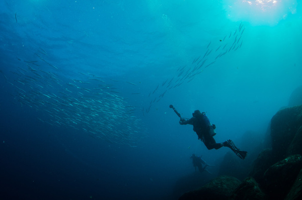 Subacquei che interagiscono con la vita subacquea
 - Foto, immagini